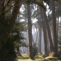 Palm grove 