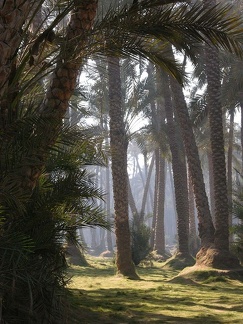 Palm grove 