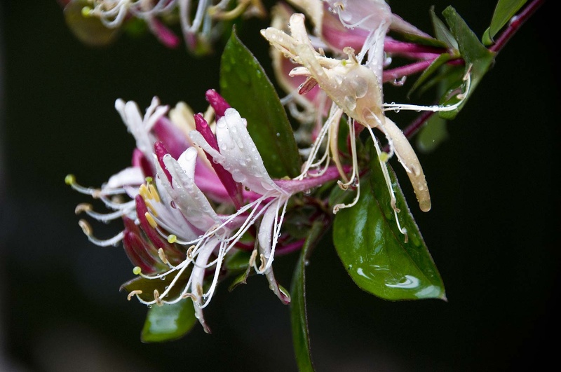 honeysuckle  