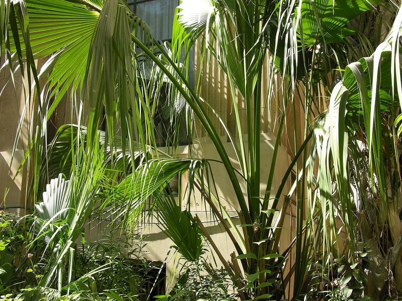  Jardin de l'hôtel Aquaserena (Kollam, Kerala, Inde) 