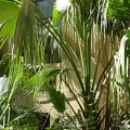 Garden of the hotel Aquaserena (Kollam, Kerala, India)  