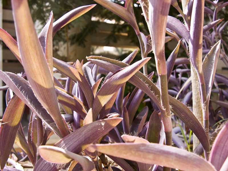 Fleurs et plantes