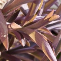 Flowers and plants  