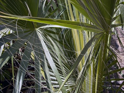 Fleurs et plantes