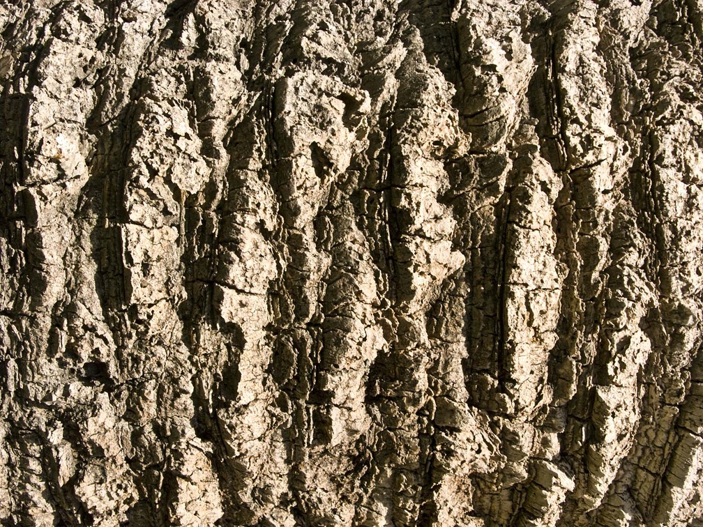 Bark    