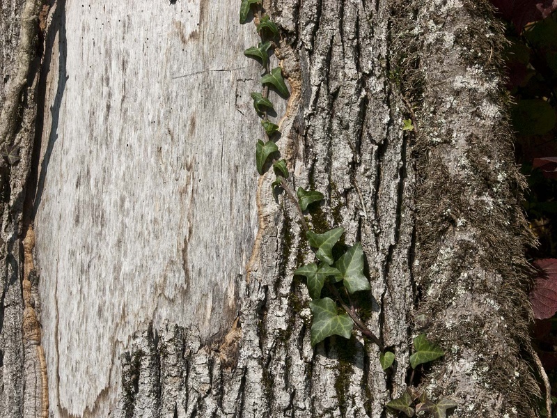 Common ivy (Hedera helix)  