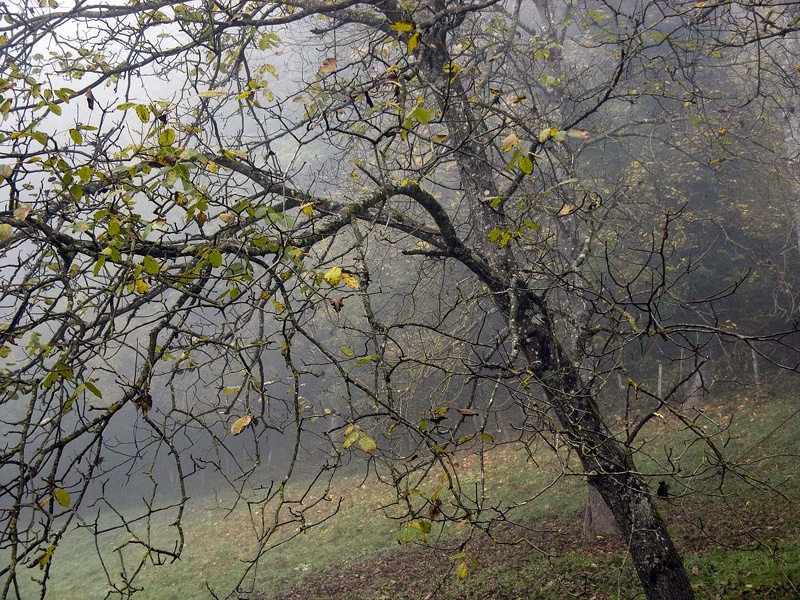 Landscape in the Chartreuse Mountains 