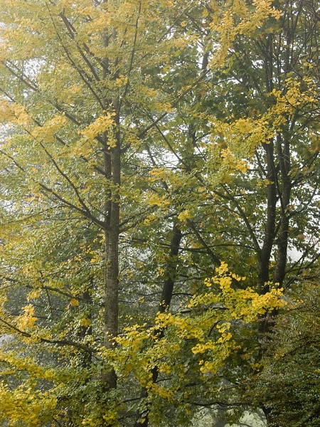 Landscape in the Chartreuse Mountains 