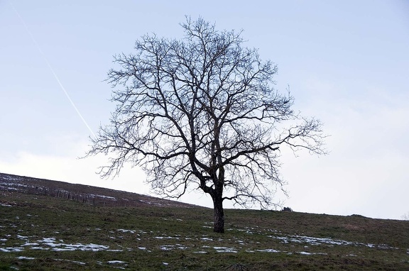 Árbol 