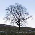 Arbre 