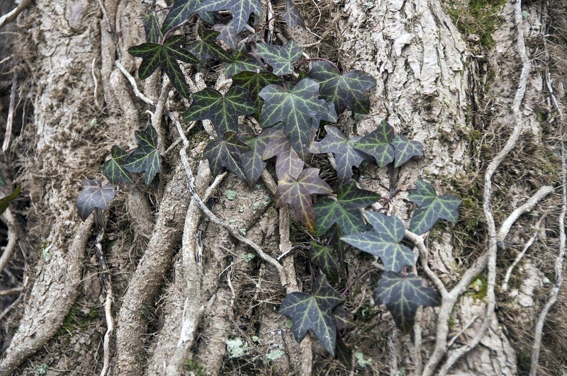 Common ivy (Hedera helix)  