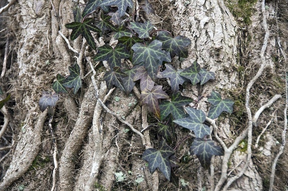 Lierre grimpant (Hedera helix) 