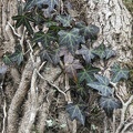 Common ivy (Hedera helix)  