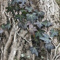 Lierre grimpant (Hedera helix) 