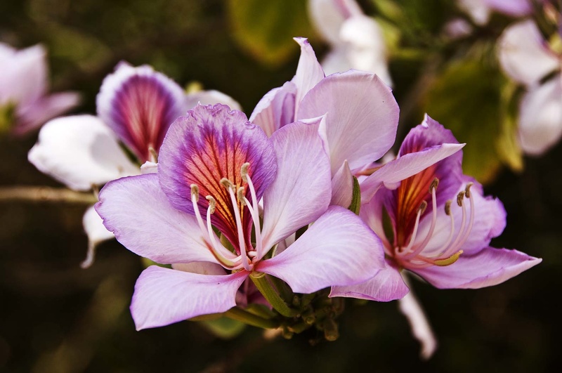 Bauhinia (arbre à orchidées) 