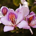 Bauhinia (orchid tree) 