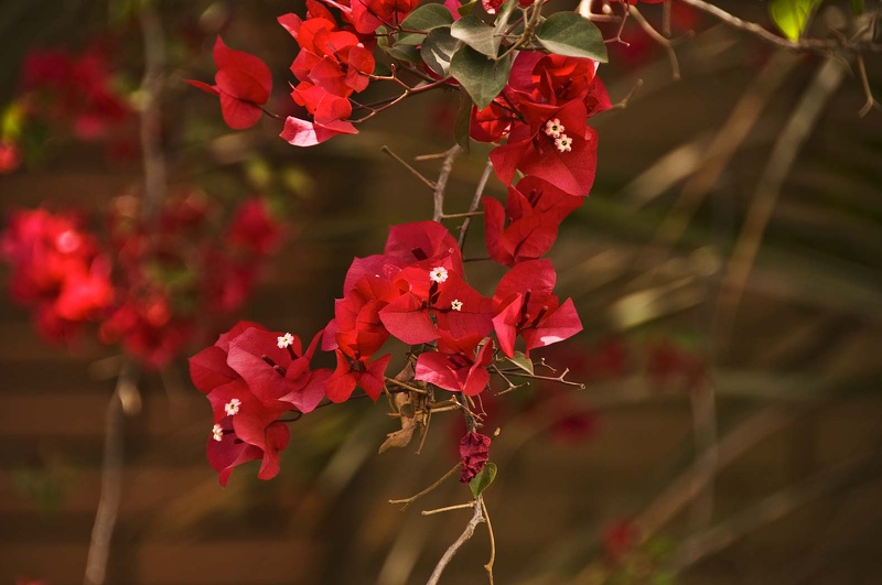 Bougainvillea  