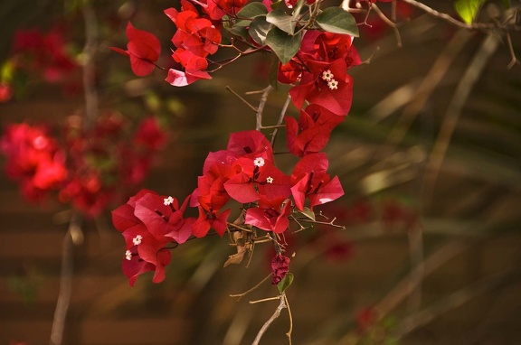 Bougainvillée (Bougainvillea)