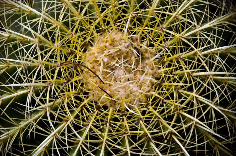 Cactus (Cactaceae)