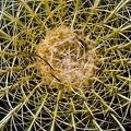 Cactus (Cactaceae)