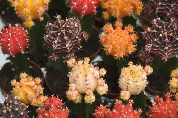 Flowers and plants  