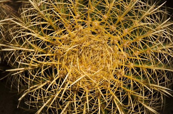 Cactus (Cactaceae)  
