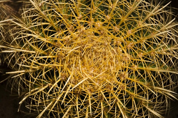 Cactus (Cactaceae)