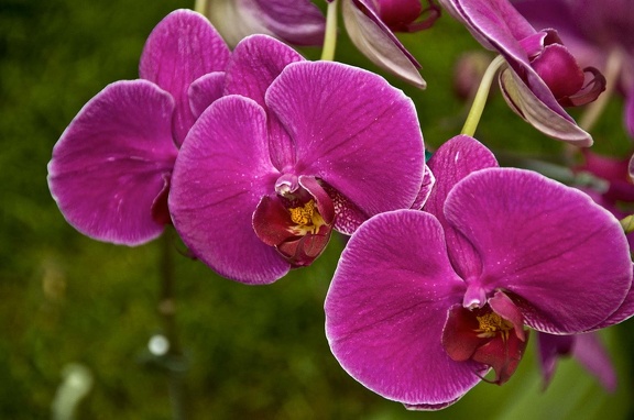 Orchidée (Phalaenopsis amabilis) 