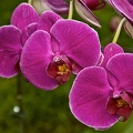 Orchidée (Phalaenopsis amabilis) 