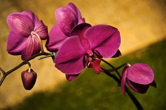 Moth orchid (Phalaenopsis amabilis)  