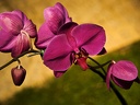 Orchidée (Phalaenopsis amabilis) 