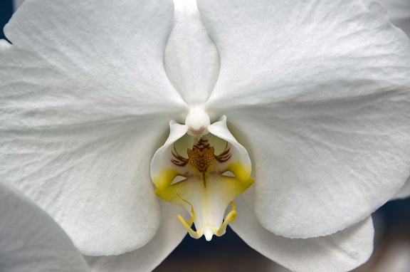 Moth orchid (Phalaenopsis amabilis)  