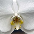 Moth orchid (Phalaenopsis amabilis)  