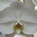 Moth orchid (Phalaenopsis amabilis)  