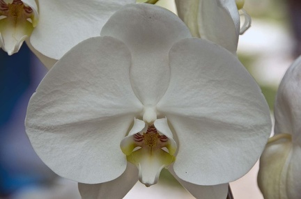 Moth orchid (Phalaenopsis amabilis)  