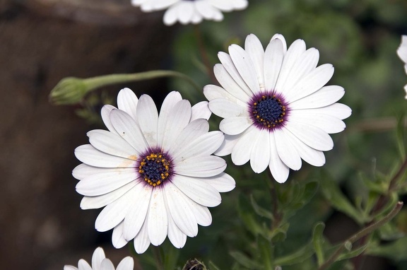 White Ox-eye daisy flower. Leucanthemum vulgare  