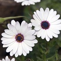 White Ox-eye daisy flower. Leucanthemum vulgare  