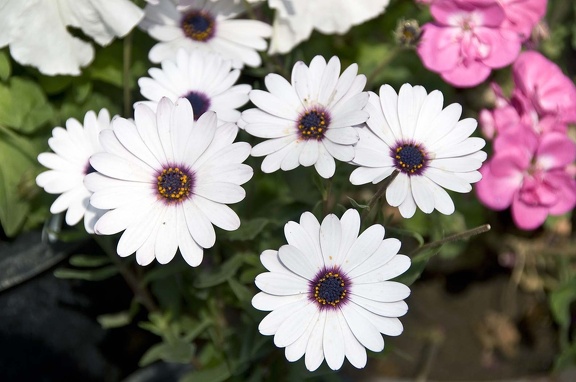 White Ox-eye daisy flower. Leucanthemum vulgare  