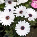 White Ox-eye daisy flower. Leucanthemum vulgare  