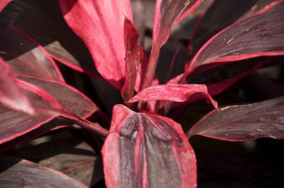 Flowers and plants  