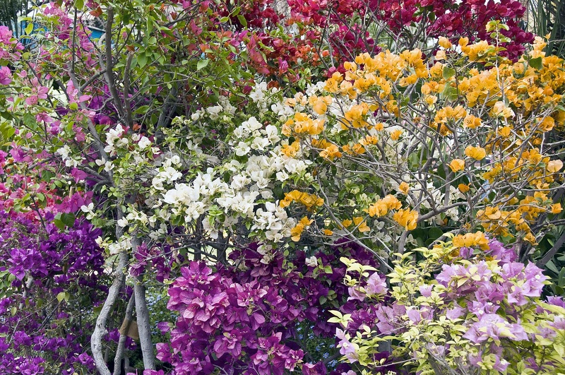 Bougainvillée (Bougainvillea)