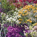 Bougainvillea  