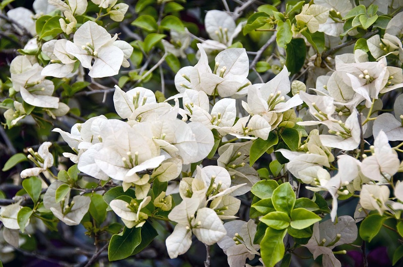 Bougainvillée (Bougainvillea)