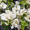 Bougainvillea  