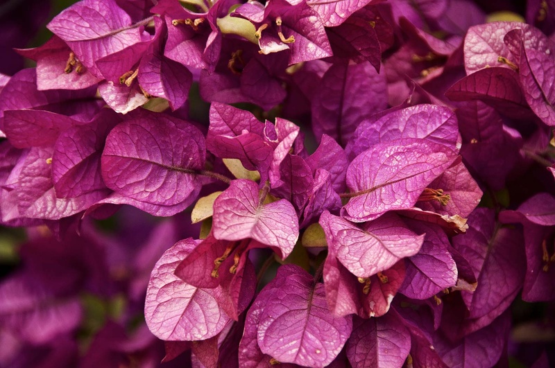 Bougainvillée (Bougainvillea)