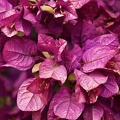 Bougainvillée (Bougainvillea)