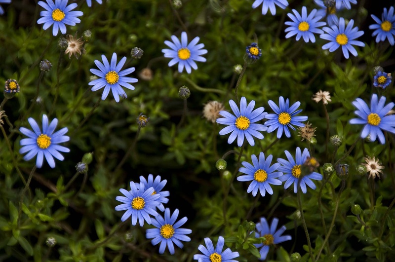 Fleurs et plantes