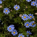 Flowers and plants  