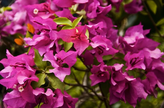 Bougainvillée (Bougainvillea)