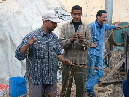  Cordiers à Rosette (Egypte) 